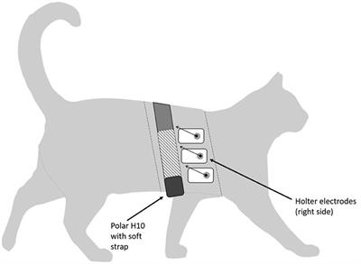 Comparative Assessment of Heart Rate Variability Obtained via Ambulatory ECG and Polar Heart Rate Monitors in Healthy Cats: A Pilot Study